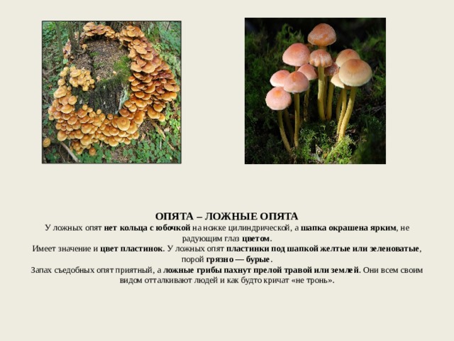   ОПЯТА – ЛОЖНЫЕ ОПЯТА  У ложных опят  нет кольца с юбочкой  на ножке цилиндрической, а  шапка окрашена ярким , не радующим глаз  цветом .  Имеет значение и  цвет пластинок . У ложных опят  пластинки под шапкой желтые или зеленоватые , порой  грязно — бурые .  Запах съедобных опят приятный, а  ложные грибы пахнут прелой травой или землей . Они всем своим видом отталкивают людей и как будто кричат «не тронь».      
