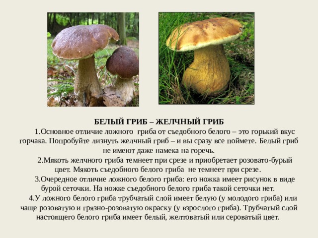 БЕЛЫЙ ГРИБ – ЖЕЛЧНЫЙ ГРИБ  1.Основное отличие ложного гриба от съедобного белого – это горький вкус горчака. Попробуйте лизнуть желчный гриб – и вы сразу все поймете. Белый гриб не имеют даже намека на горечь.  2.Мякоть желчного гриба темнеет при срезе и приобретает розовато-бурый цвет. Мякоть съедобного белого гриба не темнеет при срезе.  3.Очередное отличие ложного белого гриба: его ножка имеет рисунок в виде бурой сеточки. На ножке съедобного белого гриба такой сеточки нет.  4.У ложного белого гриба трубчатый слой имеет белую (у молодого гриба) или чаще розоватую и грязно-розоватую окраску (у взрослого гриба). Трубчатый слой настоящего белого гриба имеет белый, желтоватый или сероватый цвет.   