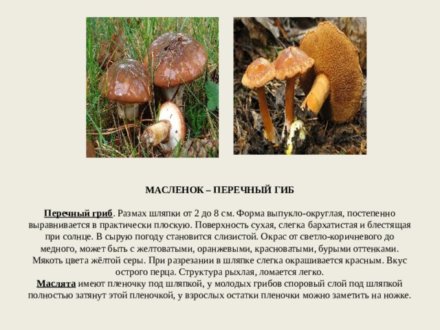    МАСЛЕНОК – ПЕРЕЧНЫЙ ГИБ     Перечный гриб . Размах шляпки от 2 до 8 см. Форма выпукло-округлая, постепенно выравнивается в практически плоскую. Поверхность сухая, слегка бархатистая и блестящая при солнце. В сырую погоду становится слизистой. Окрас от светло-коричневого до медного, может быть с желтоватыми, оранжевыми, красноватыми, бурыми оттенками. Мякоть цвета жёлтой серы. При разрезании в шляпке слегка окрашивается красным. Вкус острого перца. Структура рыхлая, ломается легко.  Маслята имеют пленочку под шляпкой, у молодых грибов споровый слой под шляпкой полностью затянут этой пленочкой, у взрослых остатки пленочки можно заметить на ножке.   
