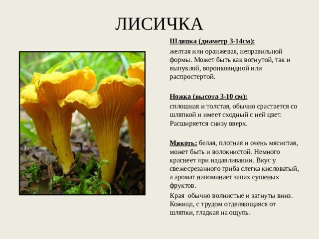 ЛИСИЧКА Шляпка (диаметр 3-14см): желтая или оранжевая, неправильной формы. Может быть как вогнутой, так и выпуклой, воронковидной или распростертой.   Ножка (высота 3-10 см): сплошная и толстая, обычно срастается со шляпкой и имеет сходный с ней цвет. Расширяется снизу вверх.   Мякоть:  белая, плотная и очень мясистая, может быть и волокнистой. Немного краснеет при надавливании. Вкус у свежесрезанного гриба слегка кисловатый, а аромат напоминает запах сушеных фруктов. Края обычно волнистые и загнуты вниз. Кожица, с трудом отделяющаяся от шляпки, гладкая на ощупь. 