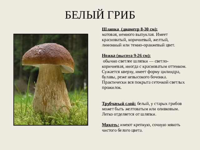 БЕЛЫЙ ГРИБ Шляпка (диаметр 8-30 см): матовая, немного выпуклая. Имеет красноватый, коричневый, желтый, лимонный или темно-оранжевый цвет.   Ножка (высота 9-26 см):   обычно светлее шляпки — светло-коричневая, иногда с красноватым оттенком. Сужается кверху, имеет форму цилиндра, булавы, реже невысокого бочонка. Практически вся покрыта сеточкой светлых прожилок.     Трубчатый слой:   белый, у старых грибов может быть желтоватым или оливковым. Легко отделяется от шляпки.   Мякоть: имеют крепкую, сочную мякоть чистого белого цвета. 