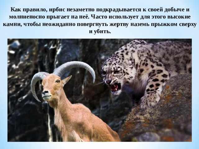 Как правило, ирбис незаметно подкрадывается к своей добыче и молниеносно прыгает на неё. Часто использует для этого высокие камни, чтобы неожиданно повергнуть жертву наземь прыжком сверху и убить.