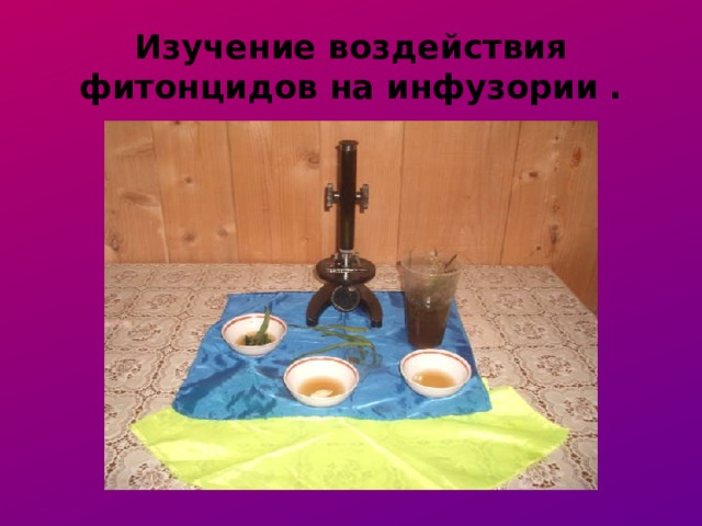 Изучение воздействия фитонцидов на инфузории . 