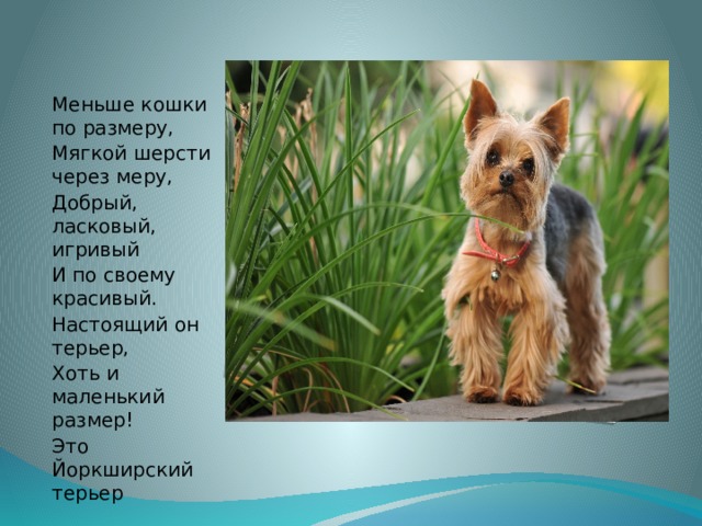Вставка рисунка Меньше кошки по размеру, Мягкой шерсти через меру, Добрый, ласковый, игривый И по своему красивый. Настоящий он терьер, Хоть и маленький размер! Это Йоркширский терьер  