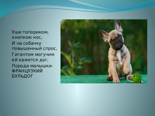 Уши топориком, кнопкою нос, И на собачку повышенный спрос, Гигантом могучим ей кажется дог, Порода малышки- ФРАНЦУЗКИЙ БУЛЬДОГ 