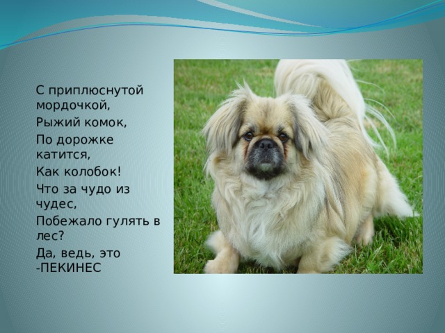 С приплюснутой мордочкой, Рыжий комок, По дорожке катится, Как колобок! Что за чудо из чудес, Побежало гулять в лес? Да, ведь, это -ПЕКИНЕС 