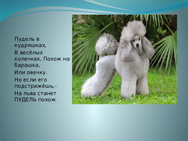 Пудель в кудряшках, В весёлых колечках, Похож на барашка, Или овечку. Но если его подстрижёшь,- На льва станет ПУДЕЛЬ похож . 