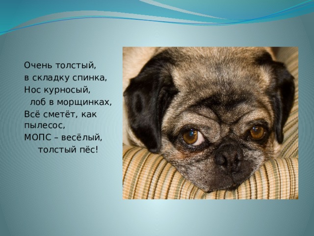 Очень толстый, в складку спинка, Нос курносый,  лоб в морщинках, Всё сметёт, как пылесос, МОПС – весёлый,  толстый пёс! 
