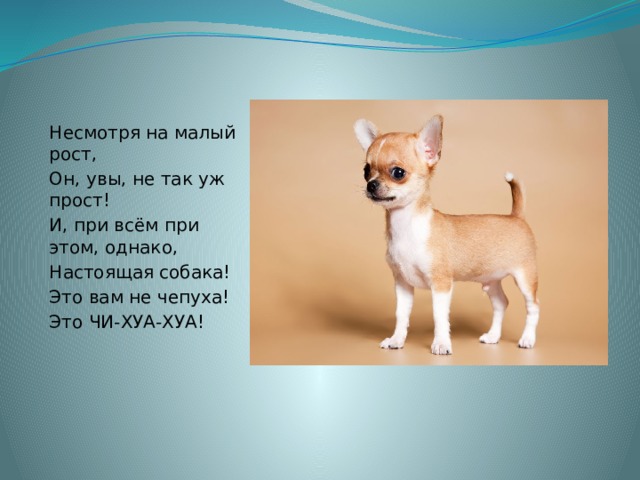 Несмотря на малый рост, Он, увы, не так уж прост! И, при всём при этом, однако, Настоящая собака! Это вам не чепуха! Это ЧИ-ХУА-ХУА! 