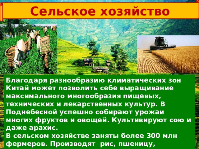 Сельское хозяйство Благодаря разнообразию климатических зон Китай может позволить себе выращивание максимального многообразия пищевых, технических и лекарственных культур. В Поднебесной успешно собирают урожаи многих фруктов и овощей. Культивируют сою и даже арахис.  В сельском хозяйстве заняты более 300 млн фермеров. Производят  рис, пшеницу,  картофель, томаты, арахис, чай,  ячмень,  хлопок, растительное масло и соевые бобы. 