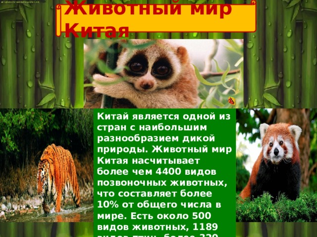 Животный мир Китая Китай является одной из стран с наибольшим разнообразием дикой природы. Животный мир Китая насчитывает более чем 4400 видов позвоночных животных, что составляет более 10% от общего числа в мире. Есть около 500 видов животных, 1189 видов птиц, более 320 видов рептилий и 210 видов земноводных. 