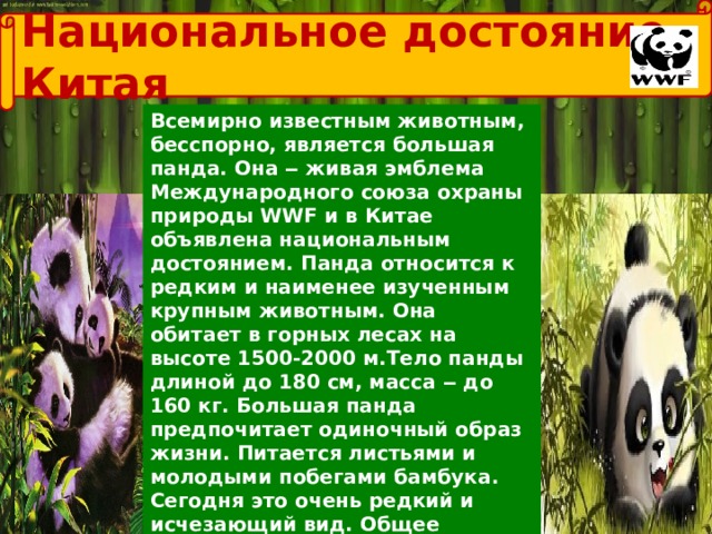  Национальное достояние Китая  Всемирно известным животным, бесспорно, является большая панда. Она ‒ живая эмблема Международного союза охраны природы WWF и в Китае объявлена национальным достоянием. Панда относится к редким и наименее изученным крупным животным. Она обитает в горных лесах на высоте 1500-2000 м.Тело панды длиной до 180 см, масса ‒ до 160 кг. Большая панда предпочитает одиночный образ жизни. Питается листьями и молодыми побегами бамбука. Сегодня это очень редкий и исчезающий вид. Общее количество особей в мире примерно оценивается в 1200 панд, около 80% от этого числа обитают в провинции Сычуань. Убийство панды в Китае карается смертной казнью. 