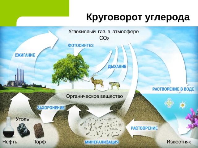 Круговорот углерода 