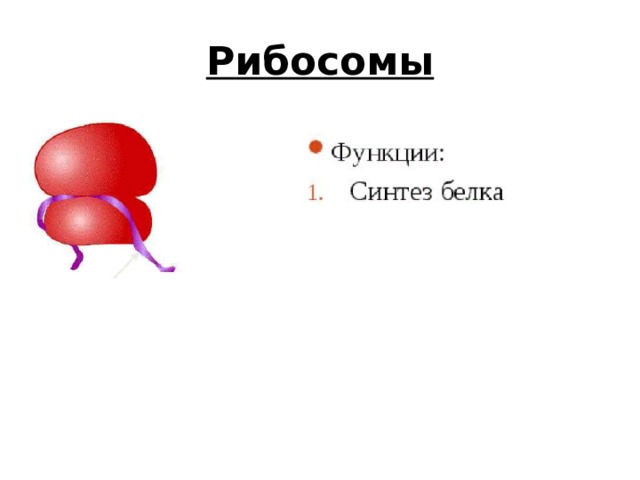 Рибосомы 