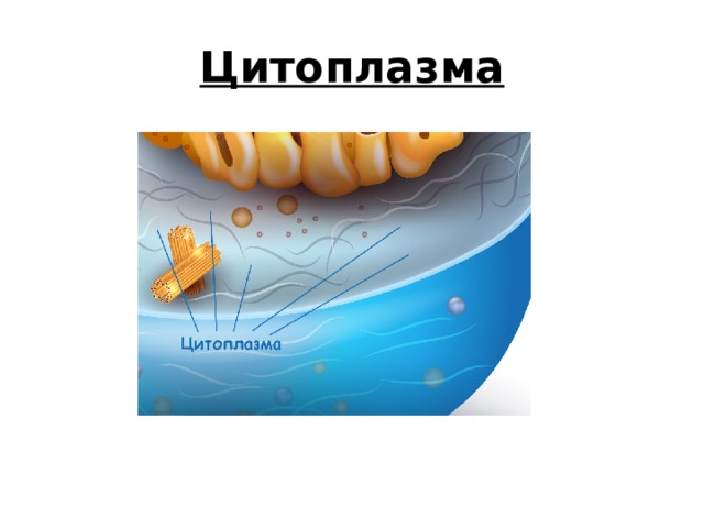Цитоплазма 