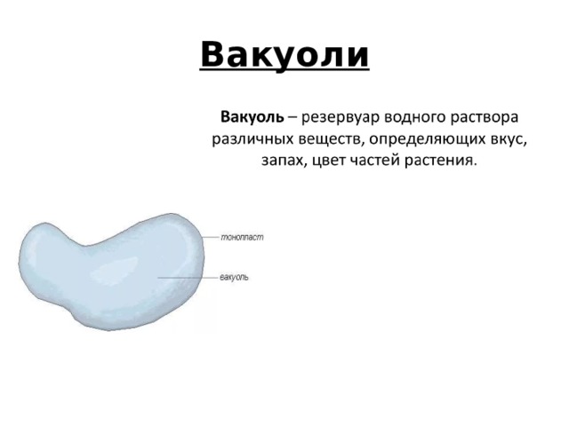 Вакуоли 