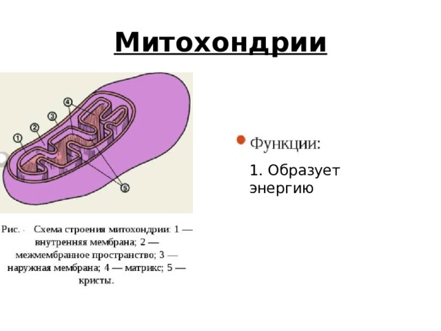 Митохондрии 1. Образует энергию 