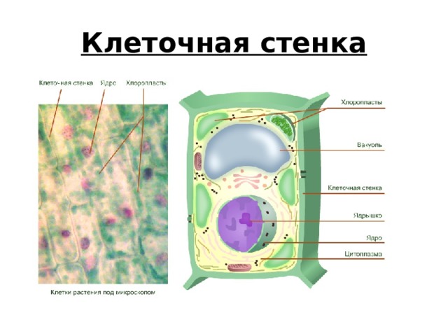 Клеточная стенка 
