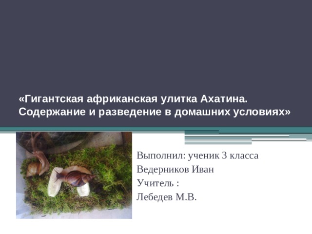 «Гигантская африканская улитка Ахатина. Содержание и разведение в домашних условиях»   Выполнил: ученик 3 класса Ведерников Иван Учитель : Лебедев М.В. 