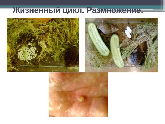Жизненный цикл. Размножение. 