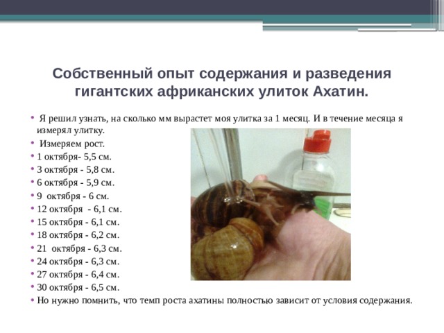 Собственный опыт содержания и разведения гигантских африканских улиток Ахатин.  Я решил узнать, на сколько мм вырастет моя улитка за 1 месяц. И в течение месяца я измерял улитку.  Измеряем рост. 1 октября- 5,5 см. 3 октября - 5,8 см. 6 октября - 5,9 см. 9 октября - 6 см. 12 октября - 6,1 см. 15 октября - 6,1 см. 18 октября - 6,2 см. 21 октября - 6,3 см. 24 октября - 6,3 см. 27 октября - 6,4 см. 30 октября - 6,5 см. Но нужно помнить, что темп роста ахатины полностью зависит от условия содержания. 