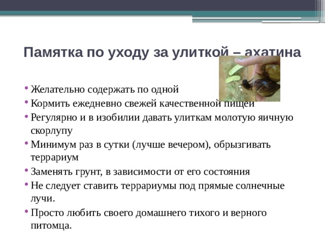 Памятка по уходу за улиткой – ахатина   Желательно содержать по одной Кормить ежедневно свежей качественной пищей Регулярно и в изобилии давать улиткам молотую яичную скорлупу Минимум раз в сутки (лучше вечером), обрызгивать террариум Заменять грунт, в зависимости от его состояния Не следует ставить террариумы под прямые солнечные лучи. Просто любить своего домашнего тихого и верного питомца. 