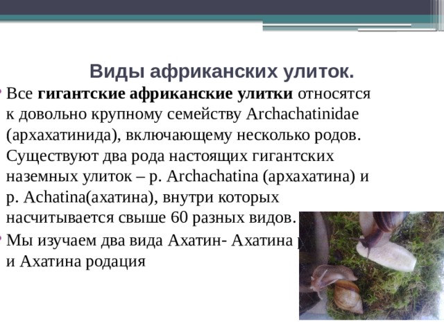 Виды африканских улиток.   Все гигантские африканские улитки относятся к довольно крупному семейству Archachatinidae (архахатинида), включающему несколько родов. Существуют два рода настоящих гигантских наземных улиток – р. Archachatina (архахатина) и р. Achatina(ахатина), внутри которых насчитывается свыше 60 разных видов. Мы изучаем два вида Ахатин- Ахатина ретикулята и Ахатина родация 