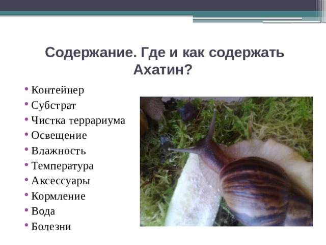  Содержание. Где и как содержать Ахатин? Контейнер Субстрат Чистка террариума Освещение Влажность Температура Аксессуары Кормление Вода Болезни 