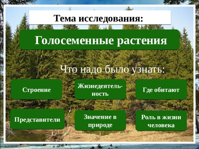 Тема исследования: Голосеменные растения Что надо было узнать: Строение Жизнедеятель-ность Где обитают Представители Значение в природе Роль в жизни человека 
