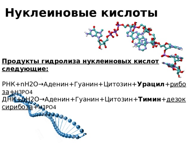 Нуклеиновые кислоты Продукты гидролиза нуклеиновых кислот следующие: РНК+nН2О→Аденин+Гуанин+Цитозин+ Урацил + рибоза + H3PO4  ДНК+nН2О→Аденин+Гуанин+Цитозин+ Тимин + дезоксирибоза + H3PО4 