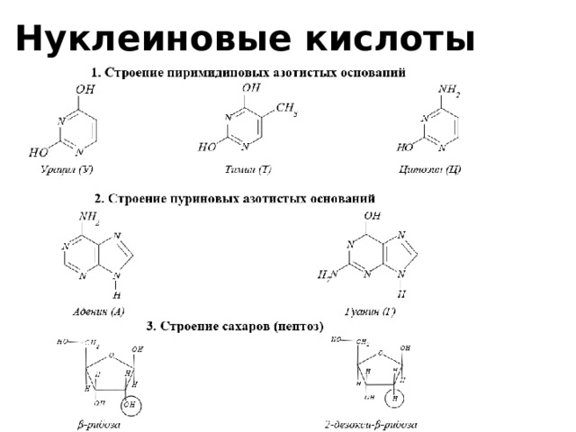 Нуклеиновые кислоты 