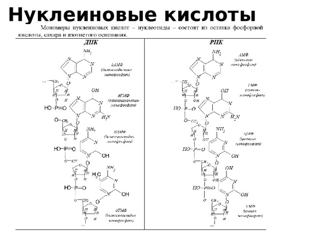 Нуклеиновые кислоты 