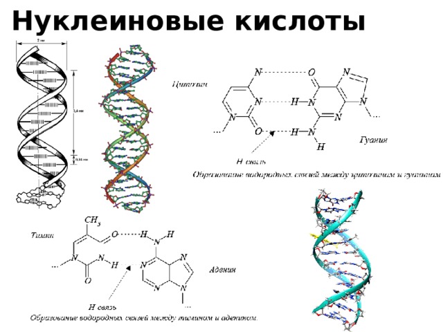 Нуклеиновые кислоты 