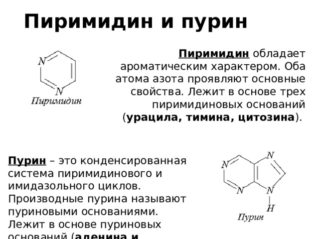 Пиримидин и пурин Пиримидин обладает ароматическим характером. Оба атома азота проявляют основные свойства. Лежит в основе трех пиримидиновых оснований ( урацила, тимина, цитозина ). Пурин – это конденсированная система пиримидинового и имидазольного циклов. Производные пурина называют пуриновыми основаниями. Лежит в основе пуриновых оснований ( аденина и гуанина ). 
