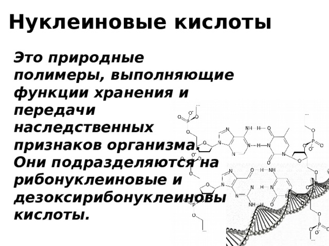 Нуклеиновые кислоты Это природные полимеры, выполняющие функции хранения и передачи наследственных признаков организма. Они подразделяются на рибонуклеиновые и дезоксирибонуклеиновые кислоты. 