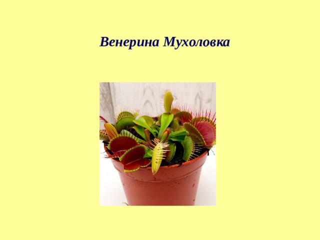 Венерина Мухоловка 