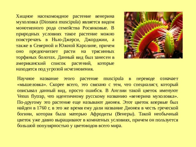 Хищное насекомоядное растение венерина мухоловка (Dionaea muscipula) является видом монотипного рода семейства Росянковые. В природных условиях такое растение можно повстречать в Нью-Джерси, Джорджии, а также в Северной и Южной Каролине, причем оно предпочитает расти на трясинных торфяных болотах. Данный вид был занесен в американский список растений, которые находятся под угрозой исчезновения. Научное название этого растение muscipula в переводе означает «мышеловка». Скорее всего, это связано с тем, что специалист, который описывал данный вид, просто ошибся. В Англии такой цветок именуют Venus flytrap, что идентичному русскому названию «венерина мухоловка». По-другому это растение еще называют дионея. Этот цветок впервые был найден в 1760 г, в это же время ему дали название Дионея в честь греческой богини, которая была матерью Афродиты (Венеры). Такой необычный цветок уже давно выращивают в комнатных условиях, причем он пользуется большой популярностью у цветоводов всего мира. 