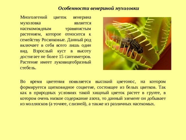 Особенности венериной мухоловки Многолетний цветок венерина мухоловка является насекомоядным травянистым растением, которое относится к семейству Росянковые. Данный род включает в себя всего лишь один вид. Взрослый куст в высоту достигает не более 15 сантиметров. Растение имеет луковицеобразный стебель. Во время цветения появляется высокий цветонос, на котором формируется щитковидное соцветие, состоящее из белых цветков. Так как в природных условиях такой хищный цветок растет в грунте, в котором очень низкое содержание азота, то данный элемент он добывает из моллюсков (а точнее, слизней), а также из различных насекомых. 