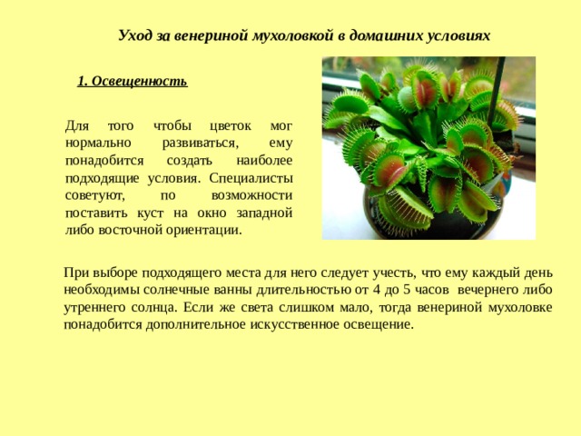 Уход за венериной мухоловкой в домашних условиях 1. Освещенность Для того чтобы цветок мог нормально развиваться, ему понадобится создать наиболее подходящие условия. Специалисты советуют, по возможности поставить куст на окно западной либо восточной ориентации. При выборе подходящего места для него следует учесть, что ему каждый день необходимы солнечные ванны длительностью от 4 до 5 часов вечернего либо утреннего солнца. Если же света слишком мало, тогда венериной мухоловке понадобится дополнительное искусственное освещение. 
