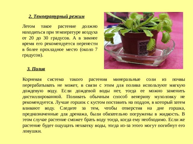 2. Температурный режим Летом такое растение должно находиться при температуре воздуха от 20 до 30 градусов. А в зимнее время его рекомендуется перенести в более прохладное место (около 7 градусов). 3. Полив Корневая система такого растения минеральные соли из почвы перерабатывать не может, в связи с этим для полива используют мягкую дождевую воду. Если дождевой воды нет, тогда ее можно заменить дистиллированной. Поливать обычным способ венерину мухоловку не рекомендуется. Лучше горшок с кустом поставить на поддон, в который затем вливают воду. Следите за тем, чтобы отверстия на дне горшка, предназначенные для дренажа, были обязательно погружены в жидкость. В этом случае растение сможет брать воду тогда, когда ему необходимо. Если же растение будет ощущать нехватку воды, тогда из-за этого могут погибнут его ловушки. 
