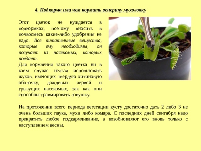 4. Подкорма или чем кормить венерину мухоловку Этот цветок не нуждается в подкормках, поэтому вносить в почвосмесь какие-либо удобрения не надо. Все питательные вещества, которые ему необходимы, он получает из насекомых, которых поедает. Для кормления такого цветка ни в коем случае нельзя использовать жуков, имеющих твердую хитиновую оболочку, дождевых червей и грызущих насекомых, так как они способны травмировать ловушку. На протяжении всего периода вегетации кусту достаточно дать 2 либо 3 не очень больших паука, мухи либо комара. С последних дней сентября надо прекратить любое подкармливание, а возобновляют его вновь только с наступлением весны. 