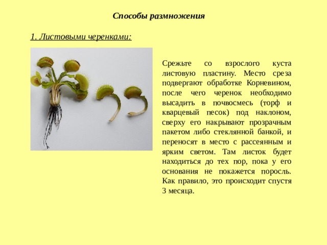 Способы размножения 1. Листовыми черенками: Срежьте со взрослого куста листовую пластину. Место среза подвергают обработке Корневином, после чего черенок необходимо высадить в почвосмесь (торф и кварцевый песок) под наклоном, сверху его накрывают прозрачным пакетом либо стеклянной банкой, и переносят в место с рассеянным и ярким светом. Там листок будет находиться до тех пор, пока у его основания не покажется поросль. Как правило, это происходит спустя 3 месяца. 