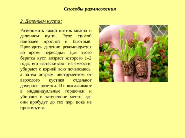 Способы размножения 2. Делением куста: Размножить такой цветок можно и делением куста. Этот способ наиболее простой и быстрый. Проводить деление рекомендуется во время пересадки. Для этого берется куст, возраст которого 1–2 года, его вытаскивают из емкости, убирают с корней всю почвосмесь, а затем острым инструментом от взрослого кустика отделяют дочерние розетки. Их высаживают в индивидуальные горшочки и убирают в затененное место, где они пробудут до тех пор, пока не приживутся. 