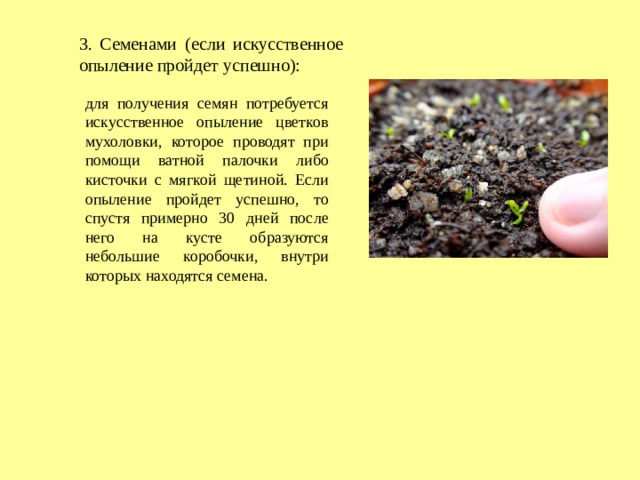 3. Семенами (если искусственное опыление пройдет успешно): для получения семян потребуется искусственное опыление цветков мухоловки, которое проводят при помощи ватной палочки либо кисточки с мягкой щетиной. Если опыление пройдет успешно, то спустя примерно 30 дней после него на кусте образуются небольшие коробочки, внутри которых находятся семена. 