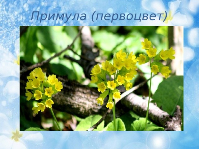 Примула (первоцвет) 