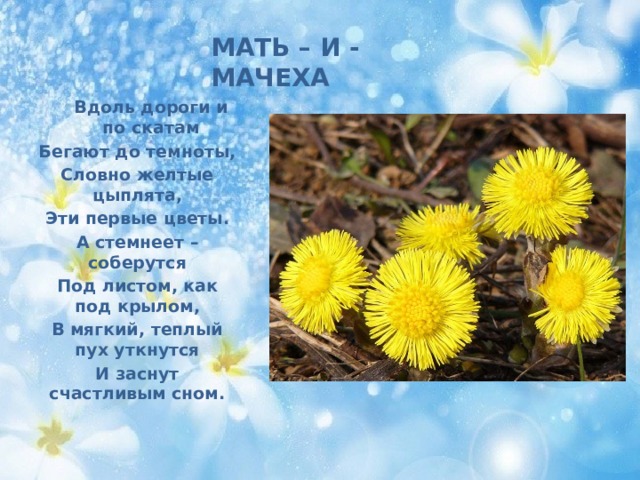  Вдоль дороги и по скатам Бегают до темноты, Словно желтые цыплята, Эти первые цветы. А стемнеет – соберутся Под листом, как под крылом, В мягкий, теплый пух уткнутся И заснут счастливым сном. МАТЬ – И - МАЧЕХА 