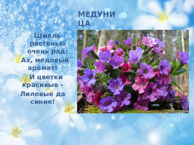 МЕДУНИЦА Шмель растенью очень рад:  Ах, медовый аромат!  И цветки красивые - Лиловые да синие! 