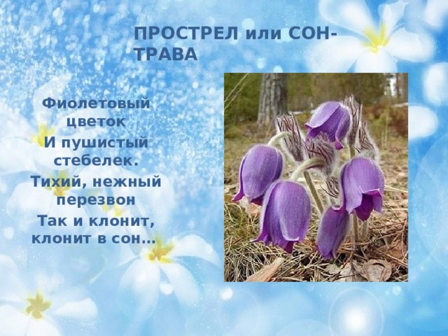 ПРОСТРЕЛ или СОН-ТРАВА  Фиолетовый цветок И пушистый стебелек. Тихий, нежный перезвон Так и клонит, клонит в сон… 