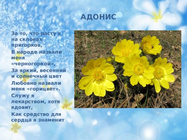АДОНИС За то, что расту я на склонах пригорков, В народе назвали меня «черногоркой», За яркий, весенний и солнечный цвет Любовно назвали меня «горицвет». Служу я лекарством, хотя ядовит, Как средство для сердца я знаменит 