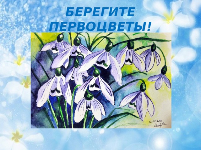 БЕРЕГИТЕ ПЕРВОЦВЕТЫ! 